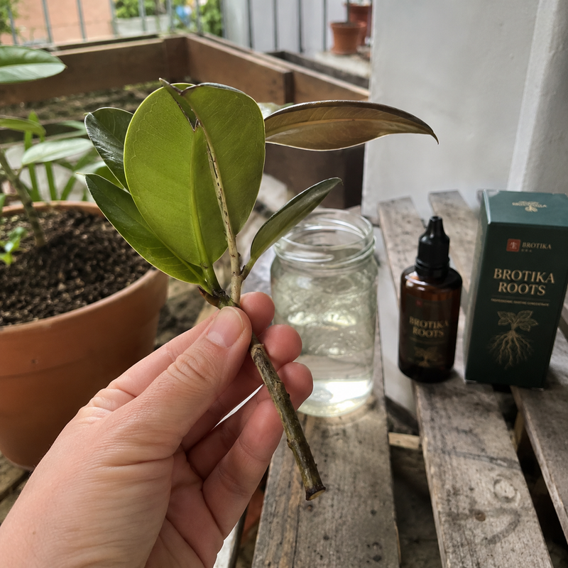 FICUSकटिंग